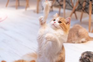 猫を迎える方法を考えてみる