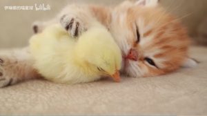 猫ちゃんとひよこがすやすや寝てしまう動画