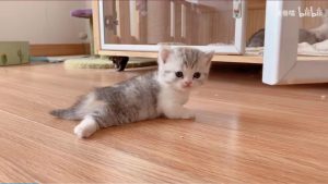 歩くことを学んでいる子猫ちゃんの動画