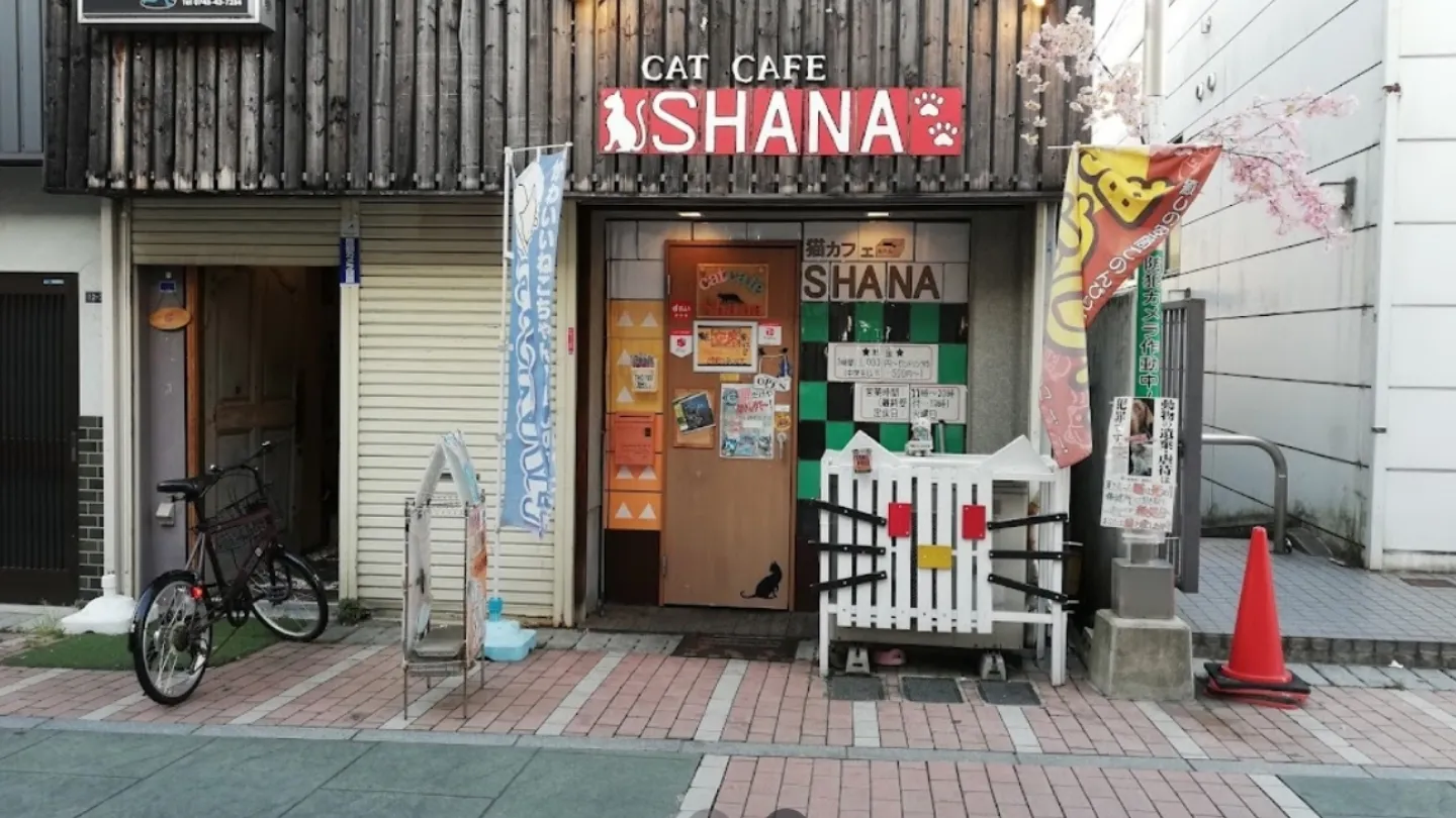 猫カフェSHANA店舗の写真