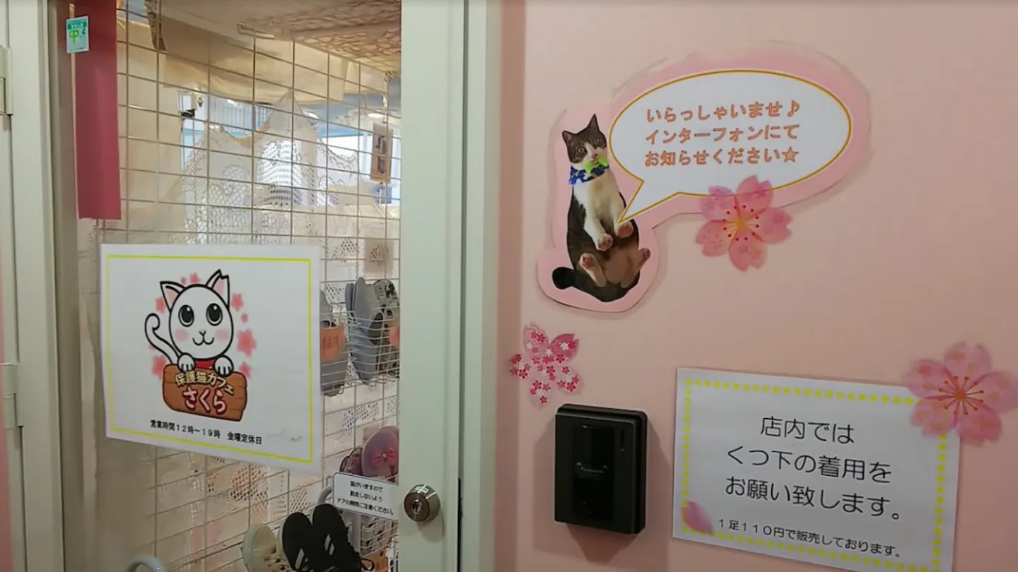 保護猫カフェさくら店舗の写真