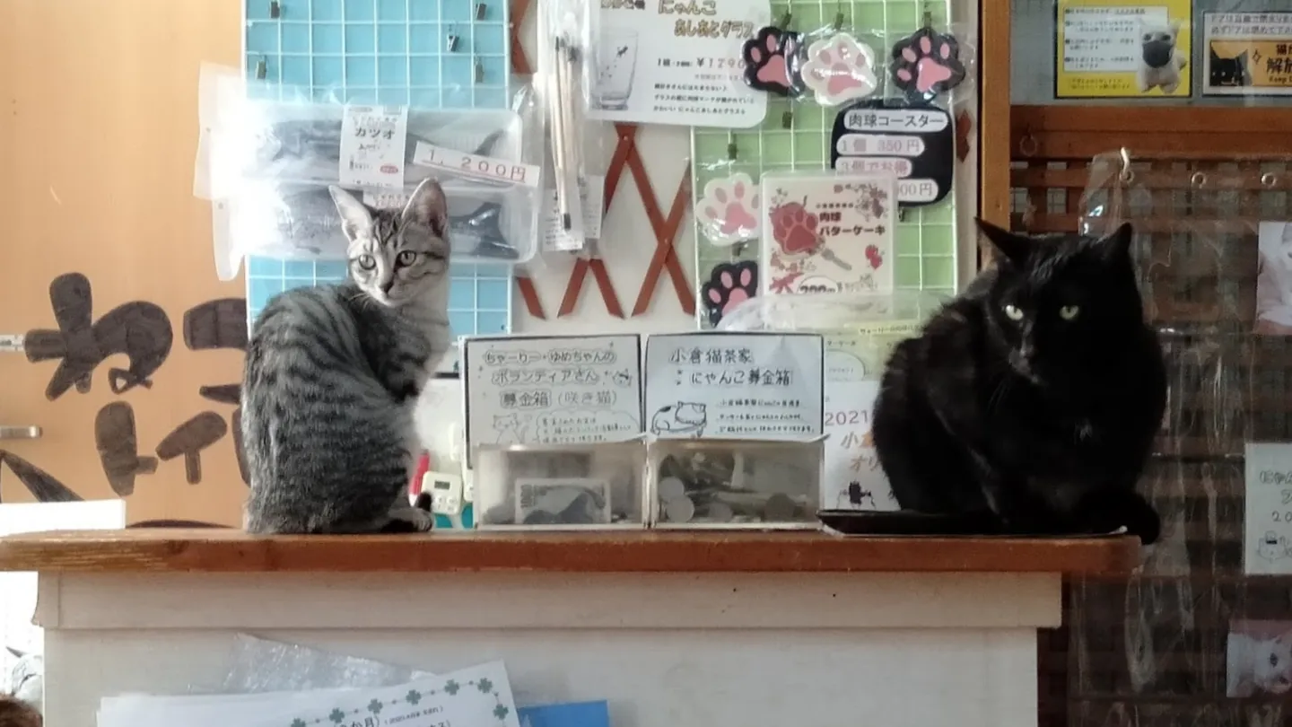 小倉猫茶家店舗の写真