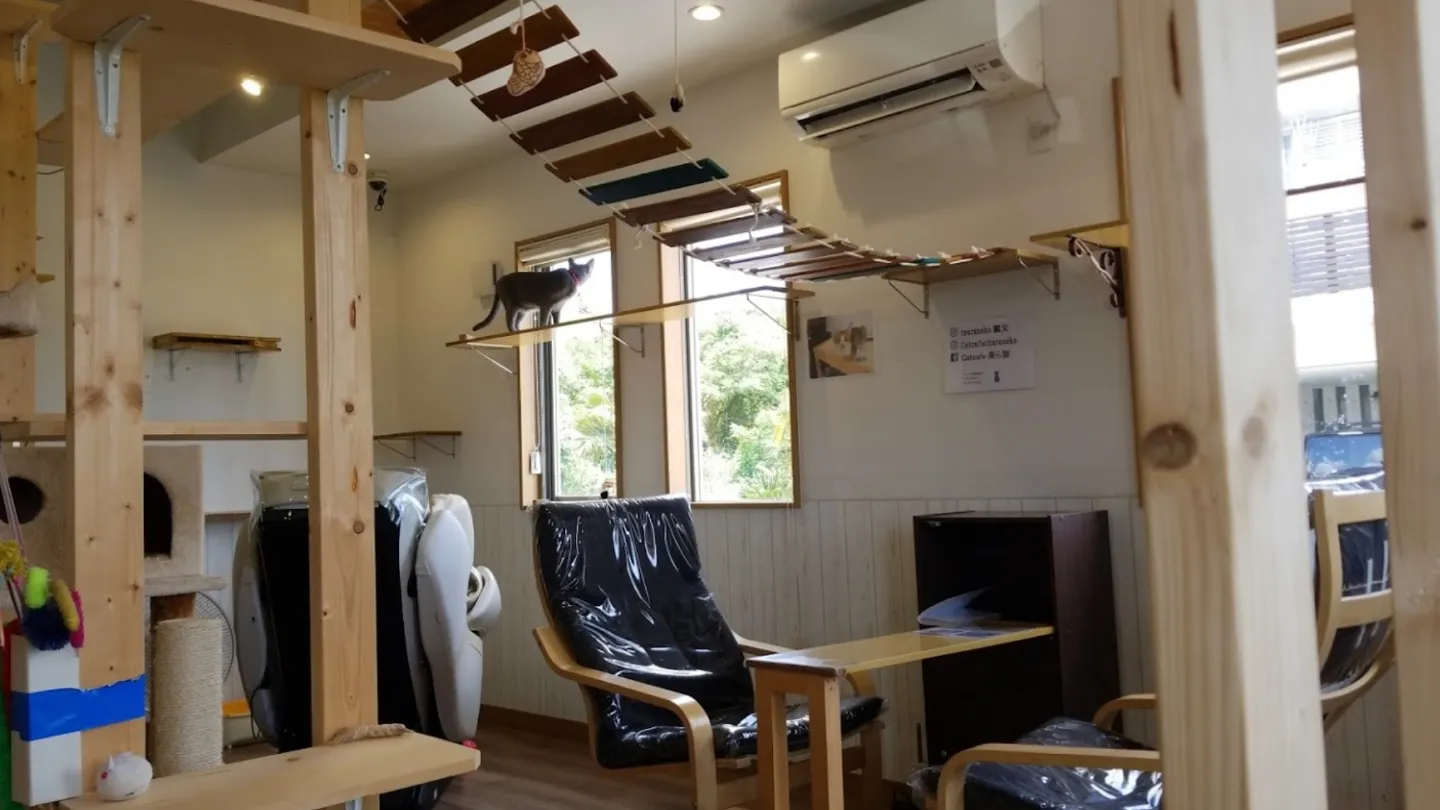 Catcafe美ら猫店舗の写真